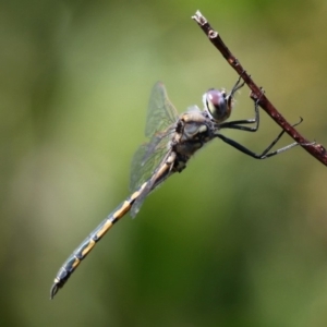 Hemicordulia tau at Wallaga Lake, NSW - 3 Oct 2015 12:42 PM