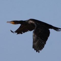 Phalacrocorax carbo (Great Cormorant) at Bermagui, NSW - 3 Oct 2015 by HarveyPerkins