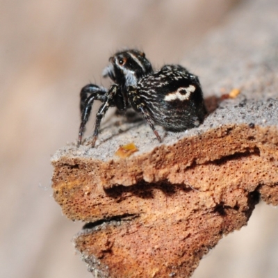 Saitis virgatus (Striped saitis) at Murramarang National Park - 11 Nov 2012 by Harrisi