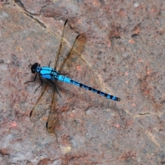 Diphlebia nymphoides (Arrowhead Rockmaster) at Lower Cotter Catchment - 11 Jan 2009 by Harrisi