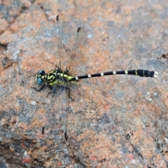 Hemigomphus heteroclytus (Stout Vicetail) at Lower Cotter Catchment - 11 Jan 2009 by Harrisi