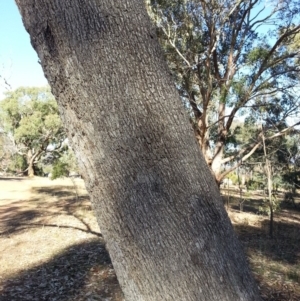 Eucalyptus albens at Mount Majura - 9 May 2018 09:46 AM