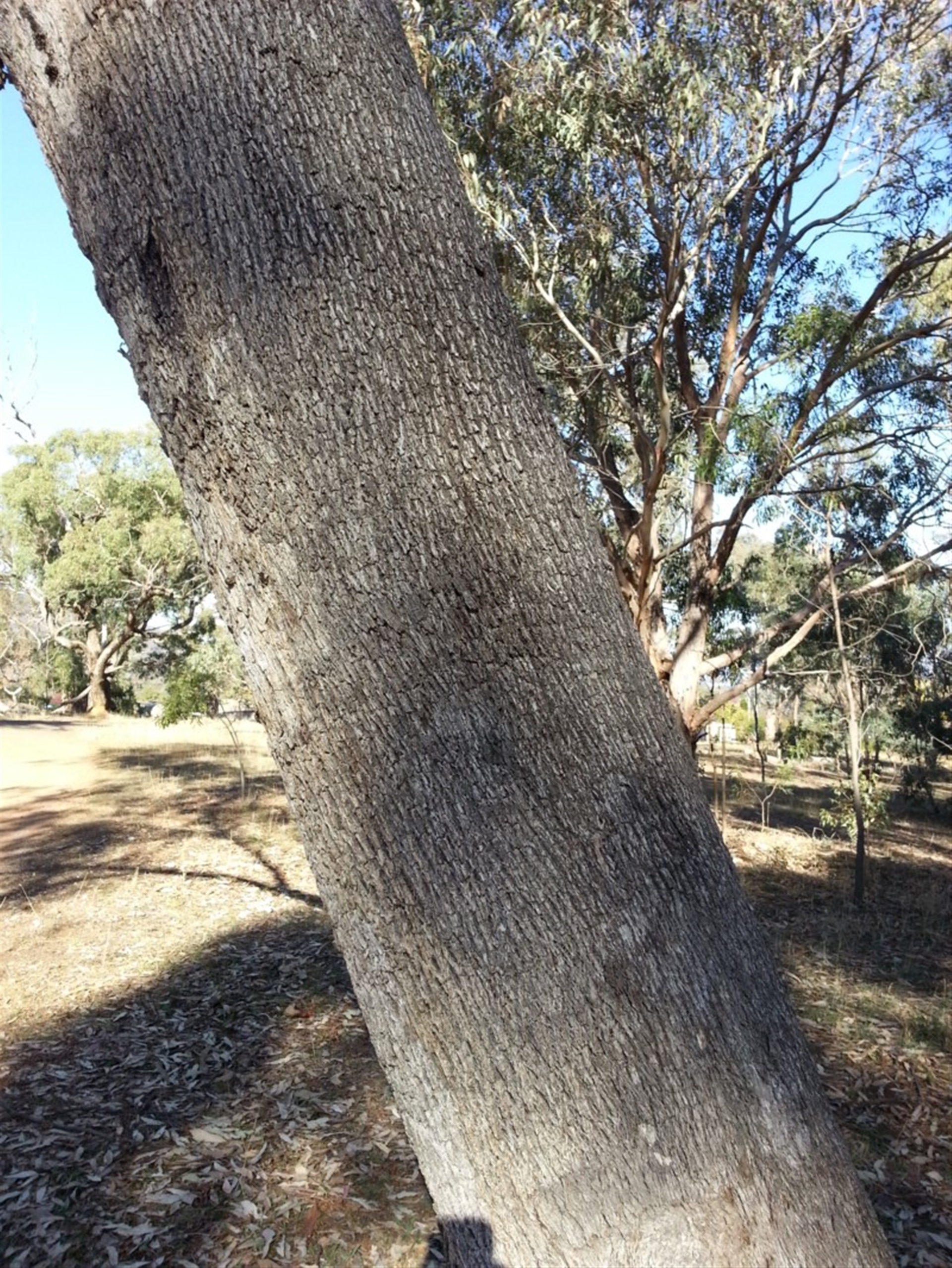 Eucalyptus albens at Mount Majura - 9 May 2018 09:46 AM