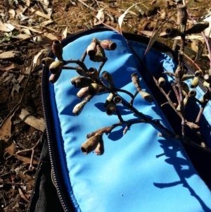 Eucalyptus albens at Mount Majura - 9 May 2018