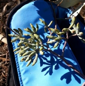 Eucalyptus albens at Mount Majura - 9 May 2018 09:46 AM