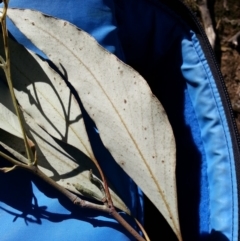 Eucalyptus albens at Mount Majura - 9 May 2018 09:46 AM