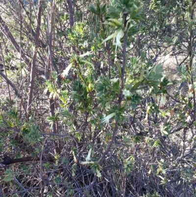 Styphelia triflora (Five-corners) at Mount Majura - 8 May 2018 by waltraud