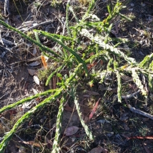 Acacia paradoxa at Hackett, ACT - 9 May 2018 08:25 AM