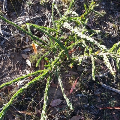 Acacia paradoxa (Kangaroo Thorn) at Mount Majura - 8 May 2018 by waltraud