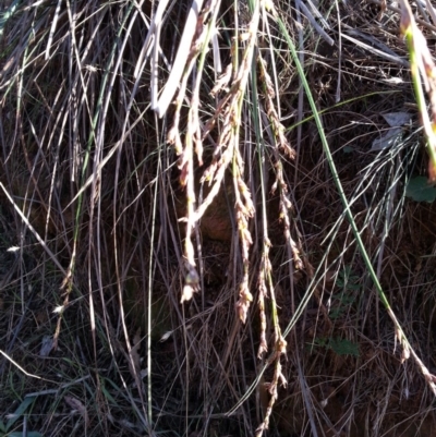 Lepidosperma laterale (Variable Sword Sedge) at Canberra Central, ACT - 8 May 2018 by waltraud