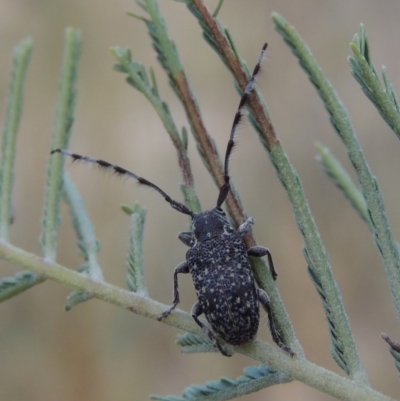 Ancita sp. (genus) (Longicorn or longhorn beetle) at Point Hut to Tharwa - 9 Apr 2018 by michaelb