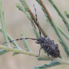 Ancita sp. (genus) at Paddys River, ACT - 9 Apr 2018