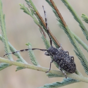 Ancita sp. (genus) at Paddys River, ACT - 9 Apr 2018