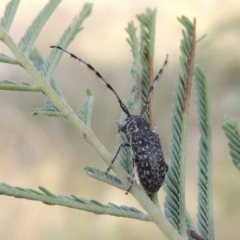 Ancita sp. (genus) at Paddys River, ACT - 9 Apr 2018