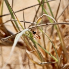 Heteropelma scaposum (Two-toned caterpillar parasite wasp) at Bournda Environment Education Centre - 5 May 2018 by RossMannell