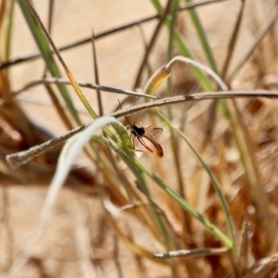 Heteropelma scaposum (Two-toned caterpillar parasite wasp) at Bournda National Park - 5 May 2018 by RossMannell