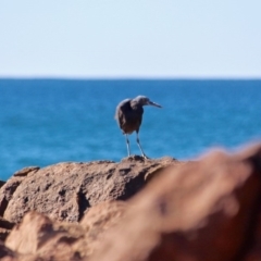 Egretta sacra (Eastern Reef Egret) at Bournda, NSW - 5 May 2018 by RossMannell