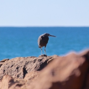 Egretta sacra at Bournda, NSW - 5 May 2018 11:13 AM