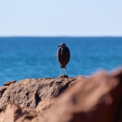 Egretta sacra at Bournda, NSW - 5 May 2018 11:13 AM