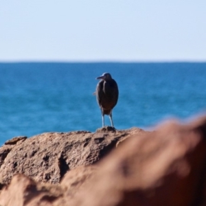 Egretta sacra at Bournda, NSW - 5 May 2018 11:13 AM