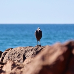 Egretta sacra at Bournda, NSW - 5 May 2018