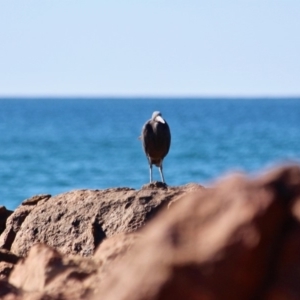 Egretta sacra at Bournda, NSW - 5 May 2018 11:13 AM