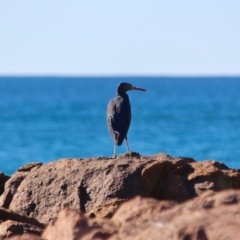 Egretta sacra at Bournda, NSW - 5 May 2018