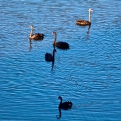 Cygnus atratus (Black Swan) at Bournda, NSW - 5 May 2018 by RossMannell