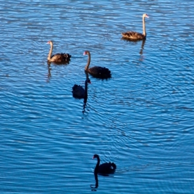 Cygnus atratus (Black Swan) at Bournda National Park - 4 May 2018 by RossMannell