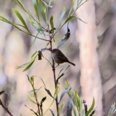 Acanthiza pusilla (Brown Thornbill) at Bournda Environment Education Centre - 4 May 2018 by RossMannell