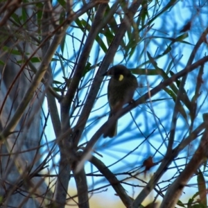 Meliphaga lewinii at Bournda, NSW - 5 May 2018