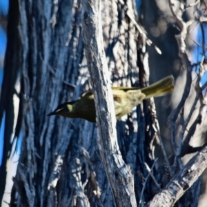 Meliphaga lewinii at Bournda, NSW - 5 May 2018 10:50 AM