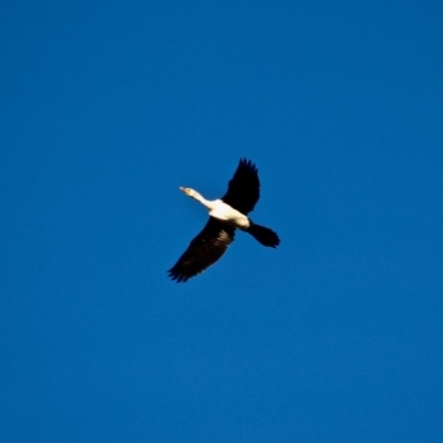 Microcarbo melanoleucos (Little Pied Cormorant) at Bournda Environment Education Centre - 4 May 2018 by RossMannell