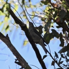 Colluricincla harmonica (Grey Shrikethrush) at Bournda Environment Education Centre - 5 May 2018 by RossMannell