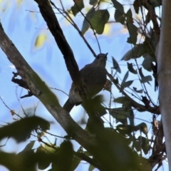 Colluricincla harmonica at Bournda, NSW - 5 May 2018 11:31 AM