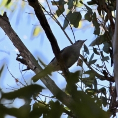 Colluricincla harmonica at Bournda, NSW - 5 May 2018