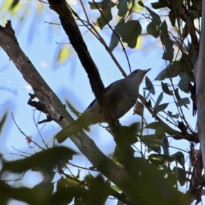 Colluricincla harmonica at Bournda, NSW - 5 May 2018 11:31 AM