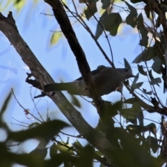 Colluricincla harmonica at Bournda, NSW - 5 May 2018