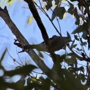 Colluricincla harmonica at Bournda, NSW - 5 May 2018 11:31 AM