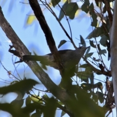 Colluricincla harmonica at Bournda, NSW - 5 May 2018 11:31 AM