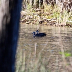 Anas superciliosa (Pacific Black Duck) at Bournda National Park - 4 May 2018 by RossMannell