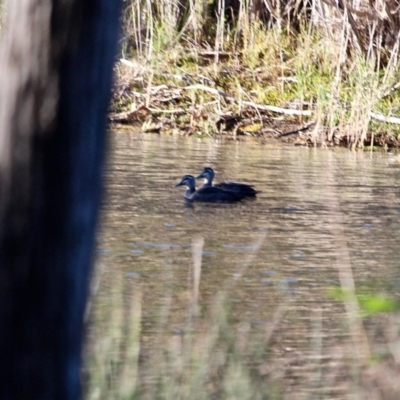 Anas superciliosa (Pacific Black Duck) at Bournda, NSW - 5 May 2018 by RossMannell