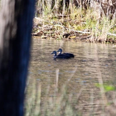 Anas superciliosa (Pacific Black Duck) at Bournda Environment Education Centre - 4 May 2018 by RossMannell