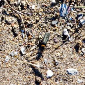 Chauliognathus lugubris at Bournda, NSW - 5 May 2018 11:05 AM