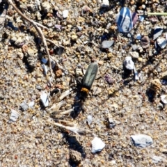 Chauliognathus lugubris (Plague Soldier Beetle) at Bournda Environment Education Centre - 5 May 2018 by RossMannell