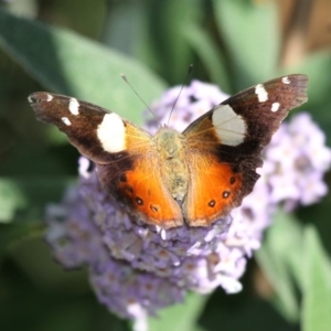 Vanessa itea at Cobargo, NSW - 4 Oct 2015