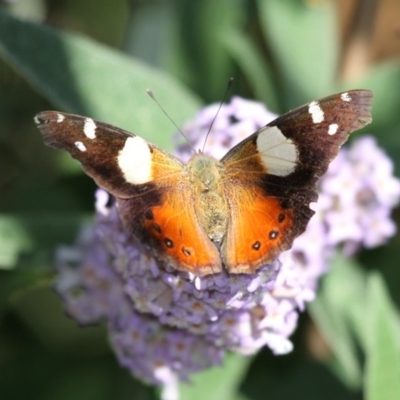 Vanessa itea (Yellow Admiral) at Cobargo, NSW - 4 Oct 2015 by HarveyPerkins