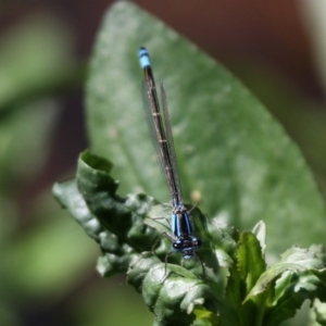 Ischnura heterosticta at Yowrie, NSW - 4 Oct 2015