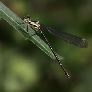 Austroargiolestes icteromelas icteromelas at Yowrie, NSW - 4 Oct 2015