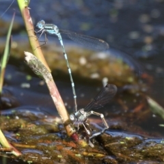 Austrolestes leda (Wandering Ringtail) at Cobargo, NSW - 4 Oct 2015 by HarveyPerkins